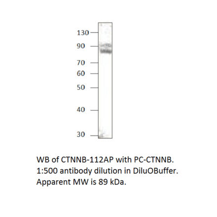 beta Catenin Positive Control from FabGennix (PC-CTNNB) - Antibodies.com