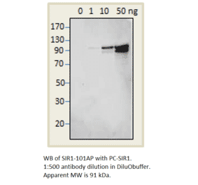 Anti-SIRT1 Antibody Positve Control from FabGennix (PC-SIR1) - Antibodies.com