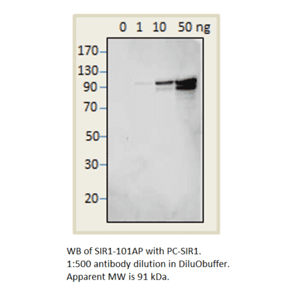 Anti-SIRT1 Antibody Positve Control from FabGennix (PC-SIR1) - Antibodies.com