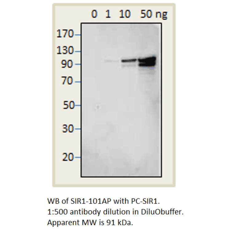 Anti-SIRT1 Antibody Positve Control from FabGennix (PC-SIR1) - Antibodies.com