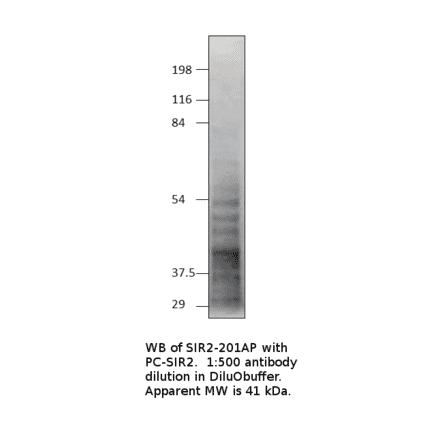 Anti-SIRT2 Antibody Positve Control from FabGennix (PC-SIR2) - Antibodies.com