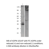 Adiponectin Positive Control from FabGennix (PC-ADPN) - Antibodies.com
