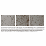 Adiponectin Positive Control from FabGennix (PC-ADPN) - Antibodies.com