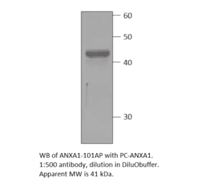 Annexin A1 Positive Control from FabGennix (PC-ANXA1) - Antibodies.com