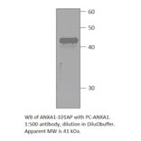 Annexin A1 Positive Control from FabGennix (PC-ANXA1) - Antibodies.com