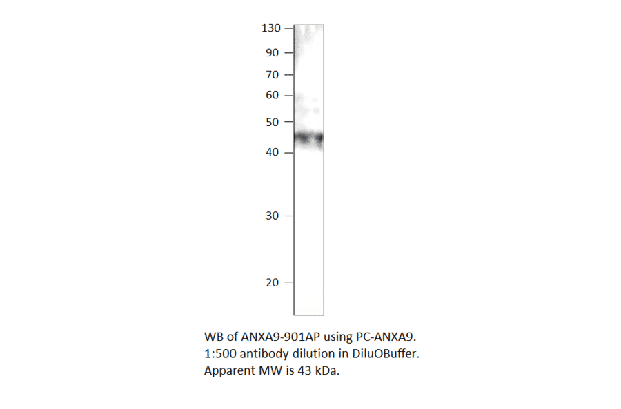 Annexin A9 Positive Control from FabGennix (PC-ANXA9) - Antibodies.com