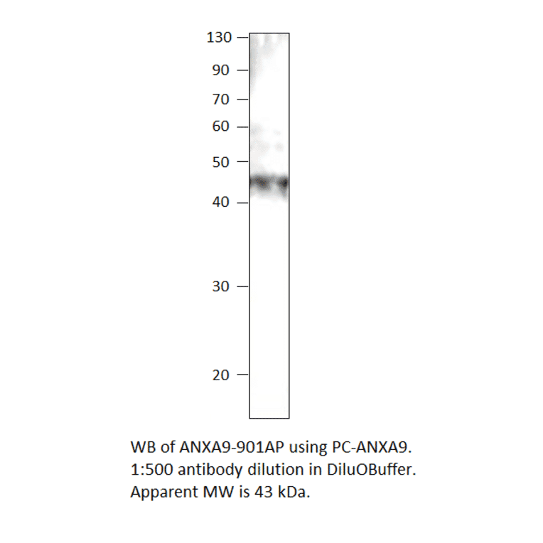 Annexin A9 Positive Control from FabGennix (PC-ANXA9) - Antibodies.com