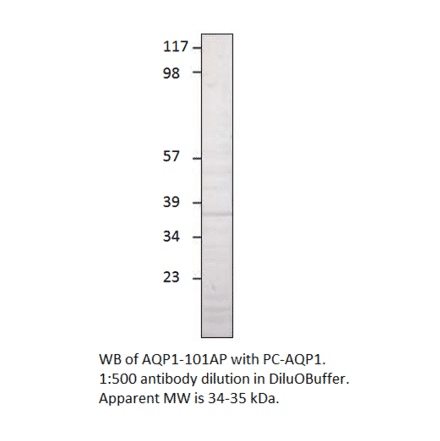 Aquaporin 1 Positive Control from FabGennix (PC-AQP1) - Antibodies.com