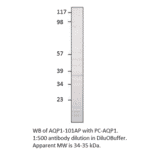 Aquaporin 1 Positive Control from FabGennix (PC-AQP1) - Antibodies.com