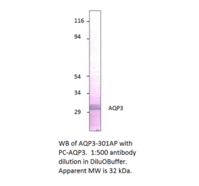 Aquaporin 3 Positive Control from FabGennix (PC-AQP3) - Antibodies.com