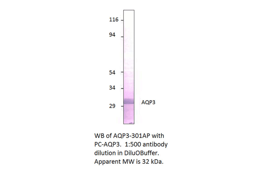 Aquaporin 3 Positive Control from FabGennix (PC-AQP3) - Antibodies.com