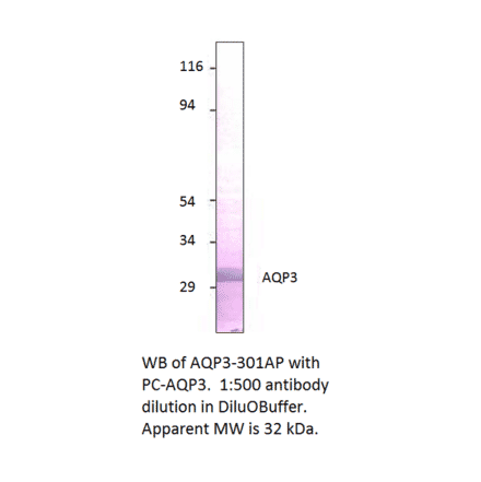 Aquaporin 3 Positive Control from FabGennix (PC-AQP3) - Antibodies.com