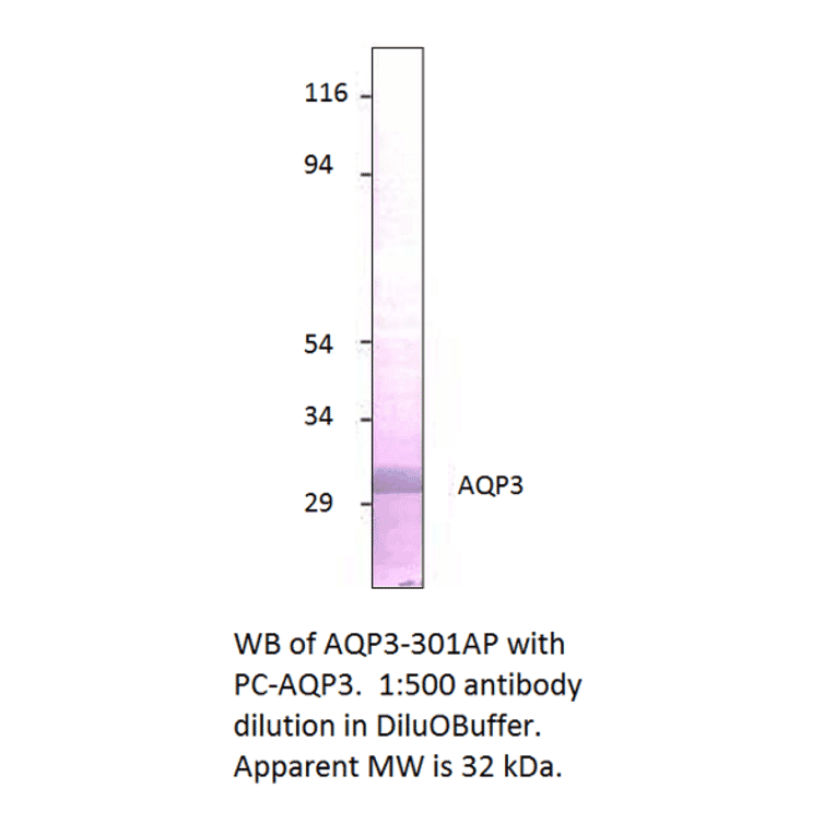 Aquaporin 3 Positive Control from FabGennix (PC-AQP3) - Antibodies.com