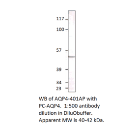 Aquaporin 4 Positive Control from FabGennix (PC-AQP4) - Antibodies.com