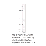 Aquaporin 4 Positive Control from FabGennix (PC-AQP4) - Antibodies.com