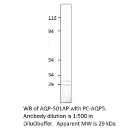 Aquaporin 5 Positive Control from FabGennix (PC-AQP5) - Antibodies.com
