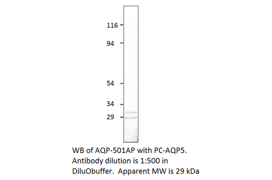 Aquaporin 5 Positive Control from FabGennix (PC-AQP5) - Antibodies.com