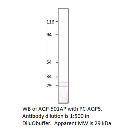 Aquaporin 5 Positive Control from FabGennix (PC-AQP5) - Antibodies.com