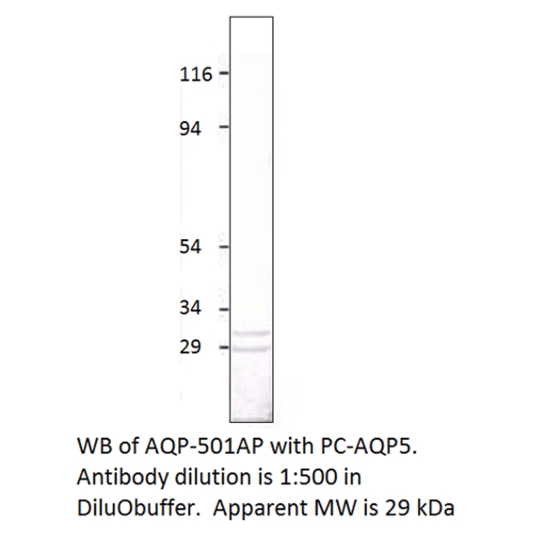 Aquaporin 5 Positive Control from FabGennix (PC-AQP5) - Antibodies.com