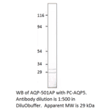 Aquaporin 5 Positive Control from FabGennix (PC-AQP5) - Antibodies.com