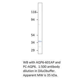 Aquaporin 6 Positive Control from FabGennix (PC-AQP6) - Antibodies.com