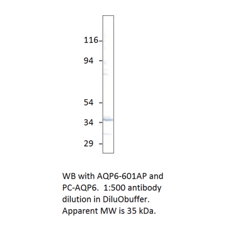 Aquaporin 6 Positive Control from FabGennix (PC-AQP6) - Antibodies.com