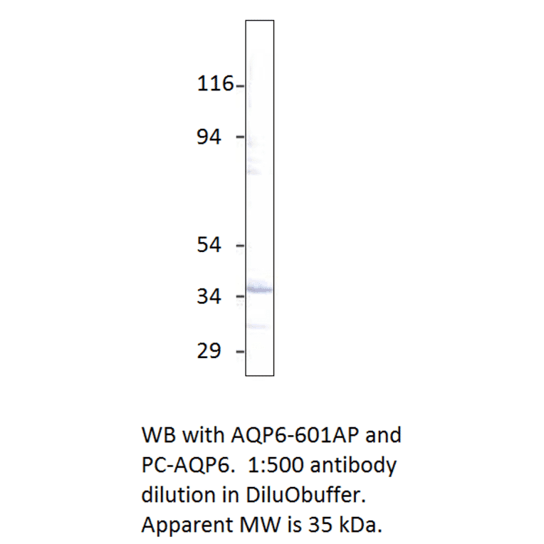 Aquaporin 6 Positive Control from FabGennix (PC-AQP6) - Antibodies.com