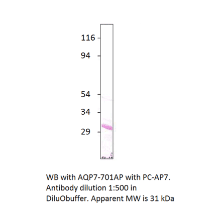 Aquaporin 7 Positive Control from FabGennix (PC-AQP7) - Antibodies.com