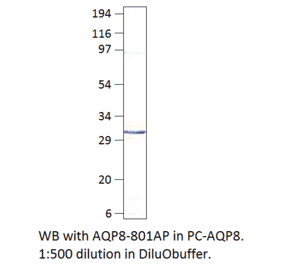 Aquaporin 8 Positive Control from FabGennix (PC-AQP8) - Antibodies.com