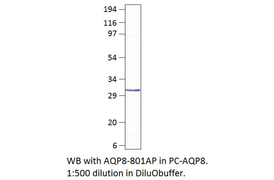 Aquaporin 8 Positive Control from FabGennix (PC-AQP8) - Antibodies.com