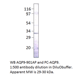 Aquaporin 9 Positive Control from FabGennix (PC-AQP9) - Antibodies.com