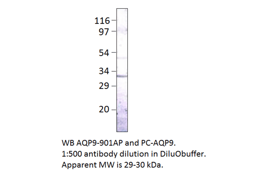 Aquaporin 9 Positive Control from FabGennix (PC-AQP9) - Antibodies.com