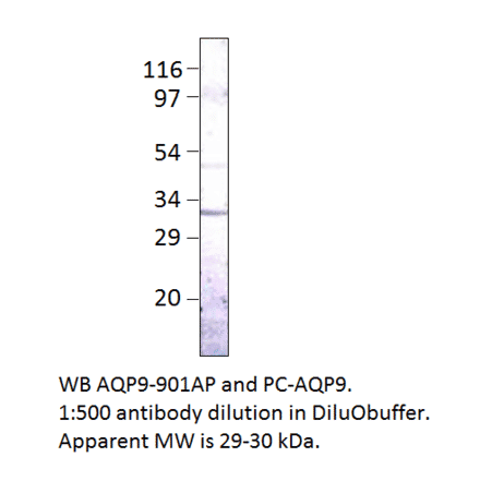 Aquaporin 9 Positive Control from FabGennix (PC-AQP9) - Antibodies.com