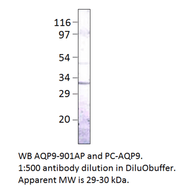 Aquaporin 9 Positive Control from FabGennix (PC-AQP9) - Antibodies.com