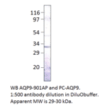 Aquaporin 9 Positive Control from FabGennix (PC-AQP9) - Antibodies.com
