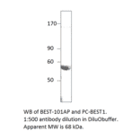 Bestrophin Positive Control from FabGennix (PC-BEST1) - Antibodies.com