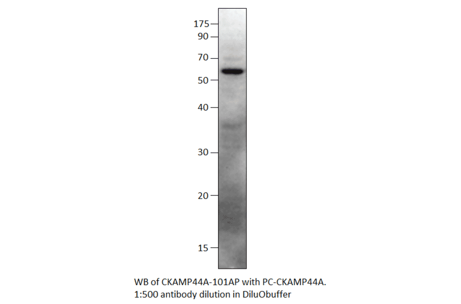 SHISA9 Positive Control from FabGennix (PC-CKAMP44A) - Antibodies.com