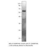 SHISA9 Positive Control from FabGennix (PC-CKAMP44A) - Antibodies.com