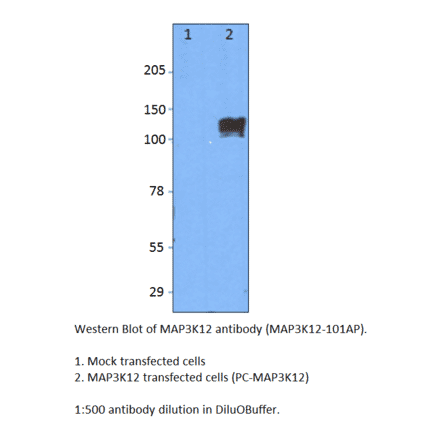 MAP3K12 Positive Control from FabGennix (PC-MAP3K12) - Antibodies.com