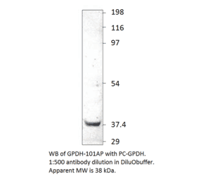 Glycerol 3 Phosphate Dehydrogenase Positive Control from FabGennix (PC-GPDH) - Antibodies.com