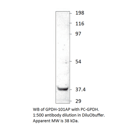 Glycerol 3 Phosphate Dehydrogenase Positive Control from FabGennix (PC-GPDH) - Antibodies.com
