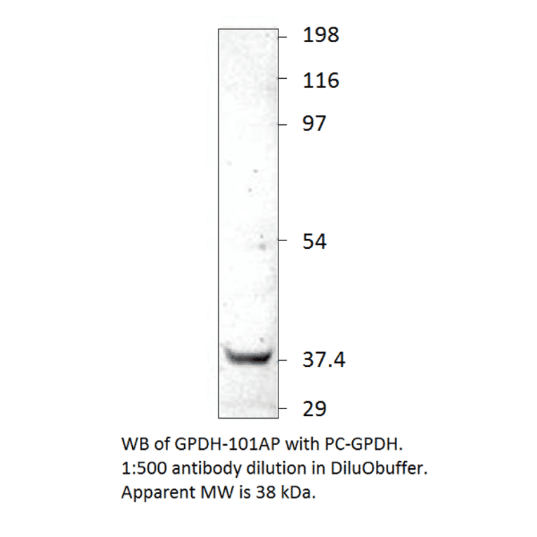 Glycerol 3 Phosphate Dehydrogenase Positive Control from FabGennix (PC-GPDH) - Antibodies.com