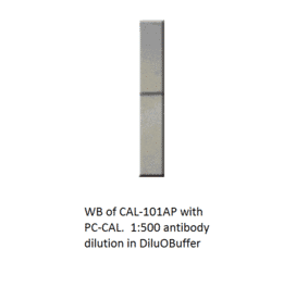 Calretinin Positive Control from FabGennix (PC-CAL) - Antibodies.com