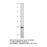 Myoglobin Positive Control from FabGennix (PC-MYGB) - Antibodies.com