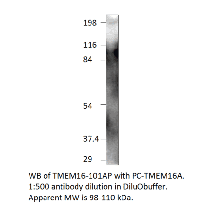 TMEM16A Positive Control from FabGennix (PC-TMEM16) - Antibodies.com