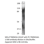 TMEM16A Positive Control from FabGennix (PC-TMEM16) - Antibodies.com