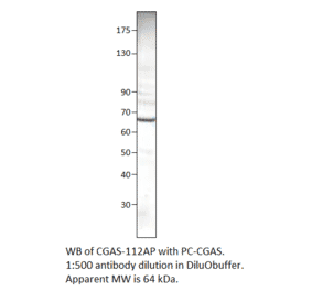 C6orf150 Positive Control from FabGennix (PC-CGAS) - Antibodies.com