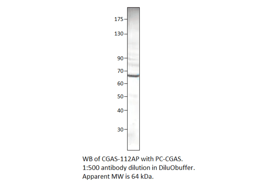 C6orf150 Positive Control from FabGennix (PC-CGAS) - Antibodies.com
