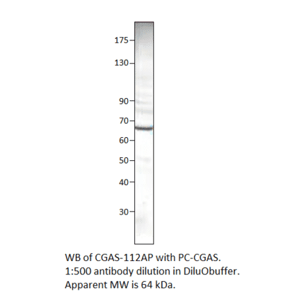 C6orf150 Positive Control from FabGennix (PC-CGAS) - Antibodies.com