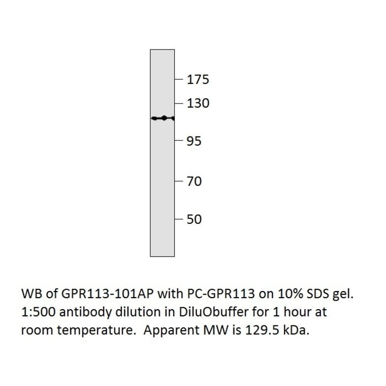 GPR113 Positive Control from FabGennix (PC-GPR113) - Antibodies.com